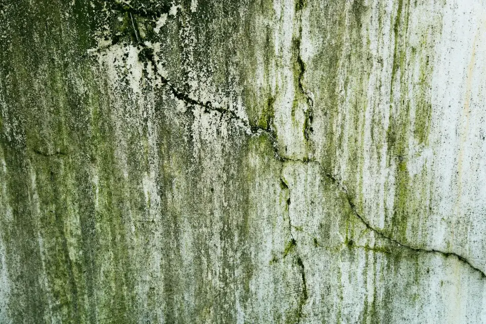 Rooted in the Brazos Valley