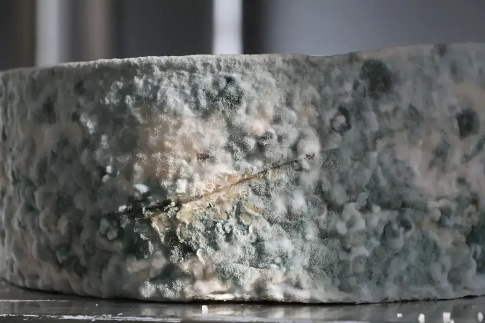 The Danger of Hidden Mold & Rising Spore Counts — Bryan